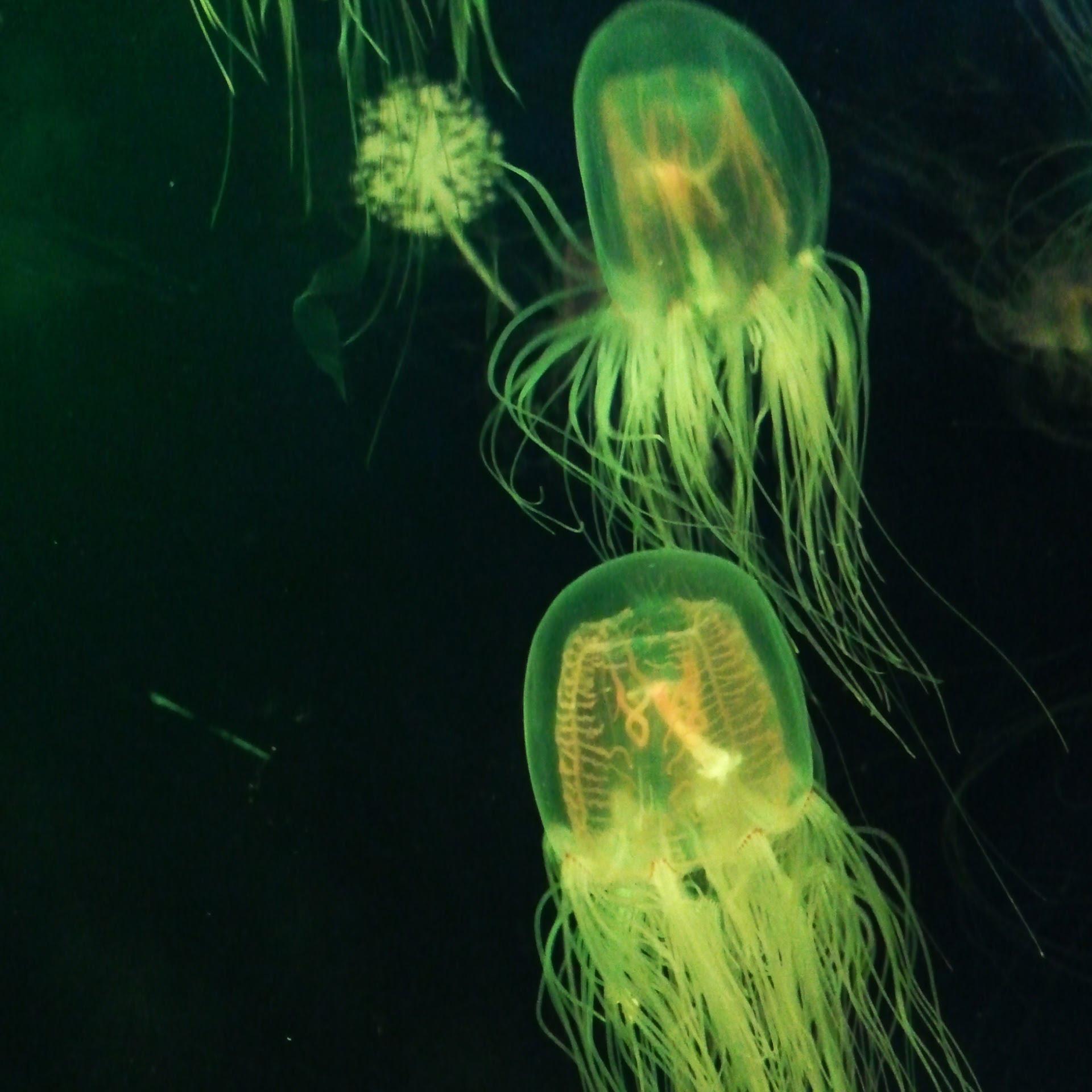 Busan-Sea-Life-Aqaurium-Jellyfish