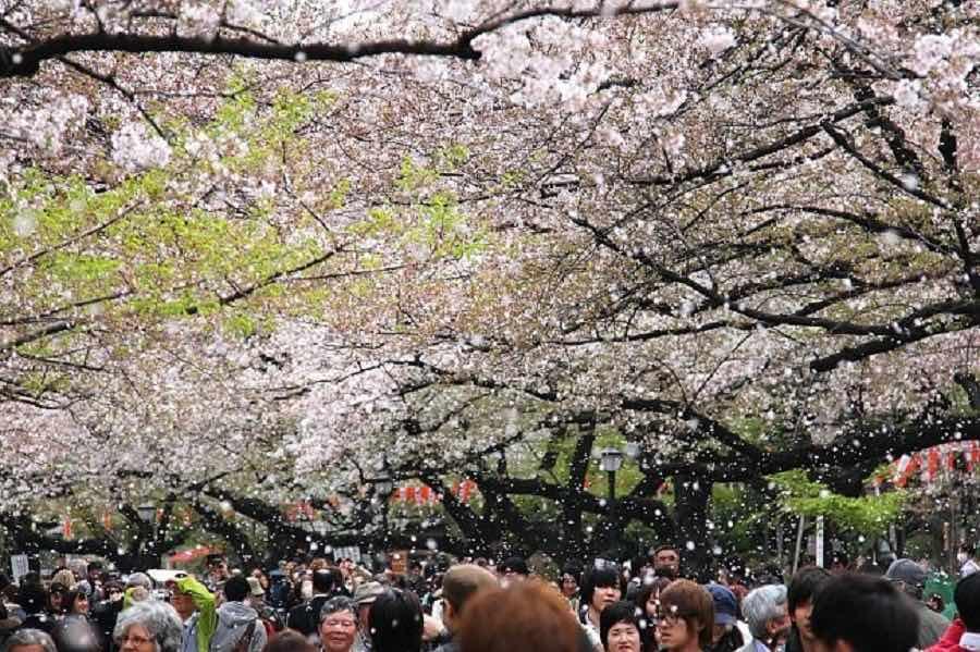 Ueno Park blossoms