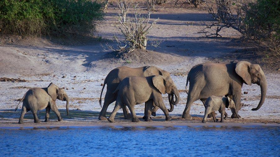 botswana-elephant-safari-wildlife-africa