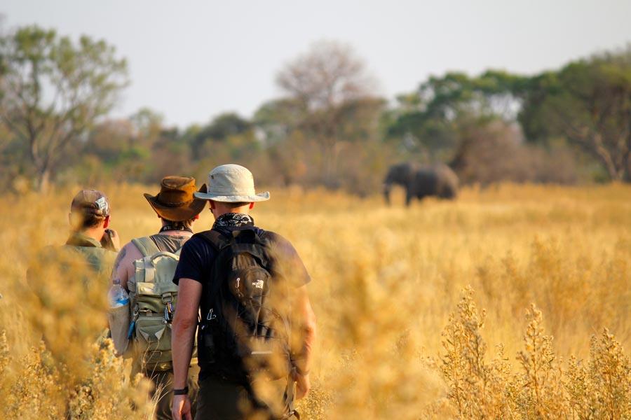 botswana-wildlife-safari-africa