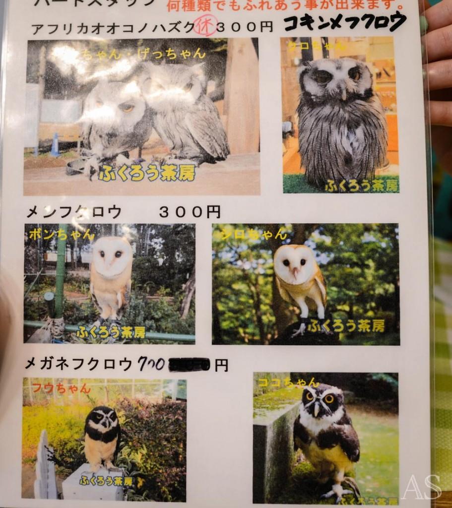 Prices of the owl holding ( varies from species to species)