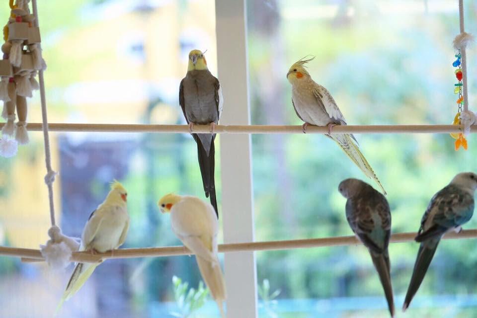 The adorable birds at the café!