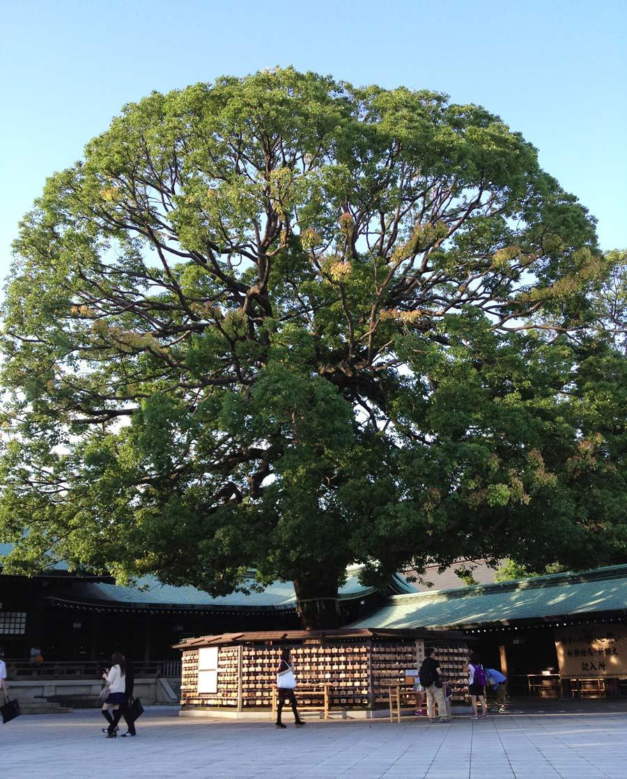 Meiji-Shrine-Harajuku