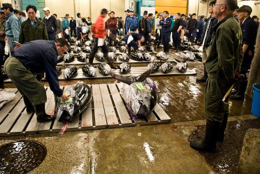 Tsukiji-Fish-Market