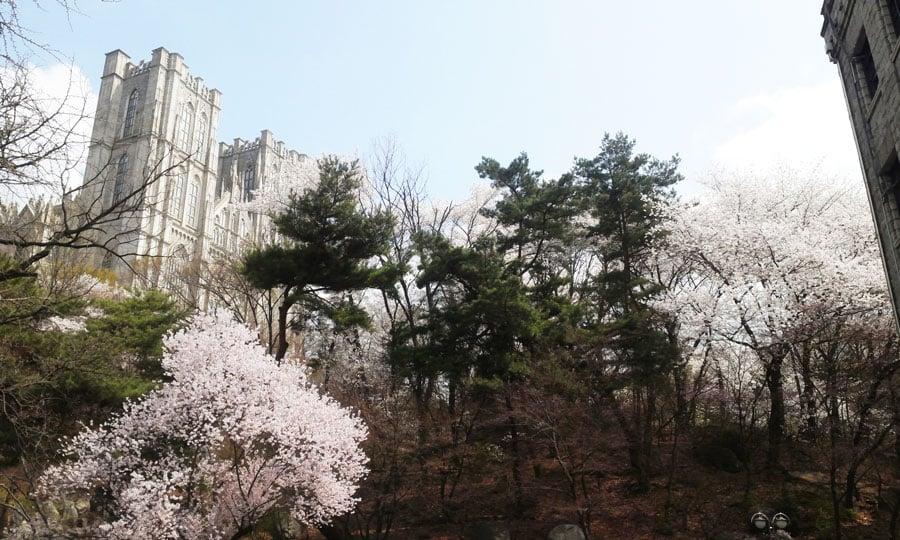 kyung-hee-university-seoul-spring-cherry-blossoms