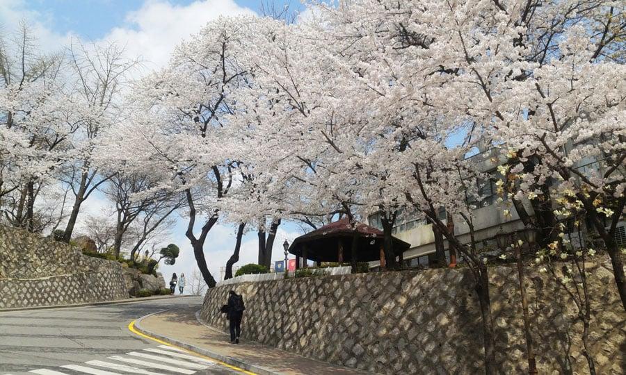 kyung-hee-university-seoul-korea-path-cherry-blossoms