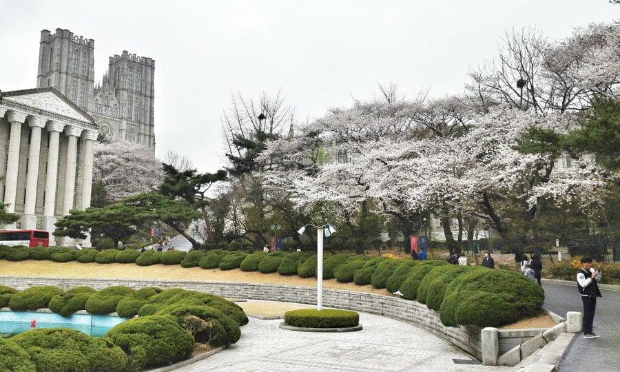 kyunghee-university-seoul-korea-spring-cherry-blossoms-main