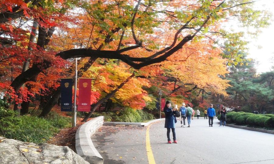 Autumn in KHU has its own charm!