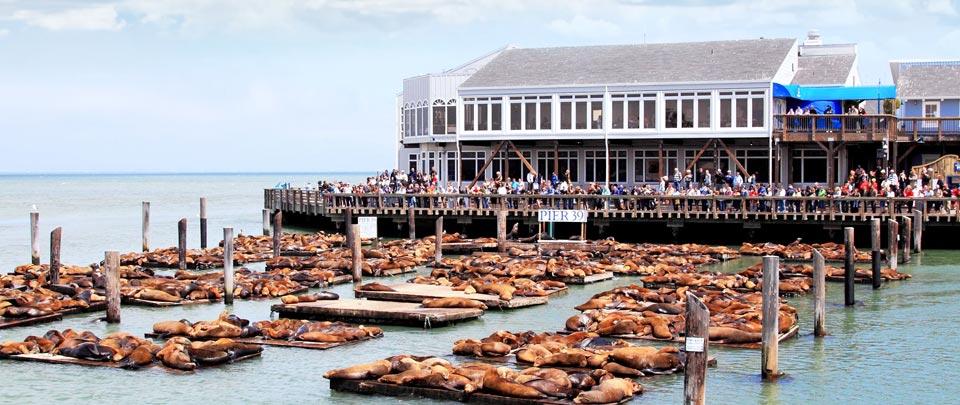 4(2) - Sea Lions at Pier 39