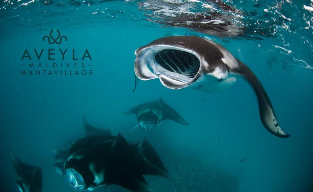 Aveyla Manta Village Manta Ray Snorkel Dive