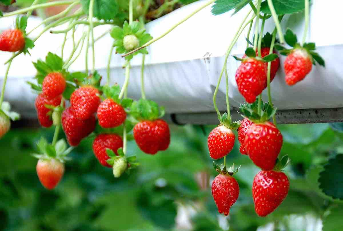 Fresh ripe strawberries for you to pick!