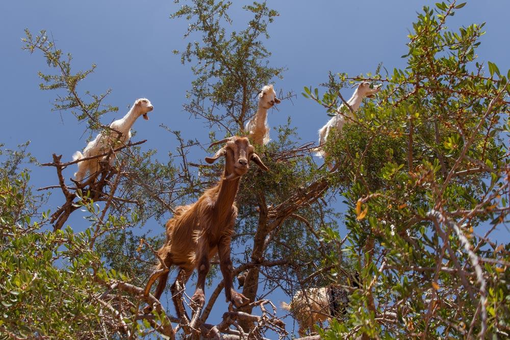 goats-in-trees-morocco