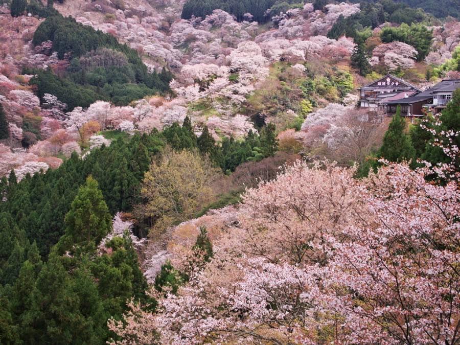 13 - Follow the sakura trails to the peak of Mount Yoshino
