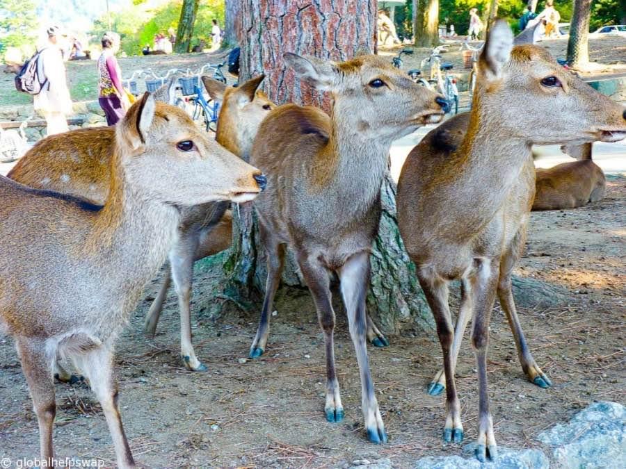 Hang out with the adorable sika deers