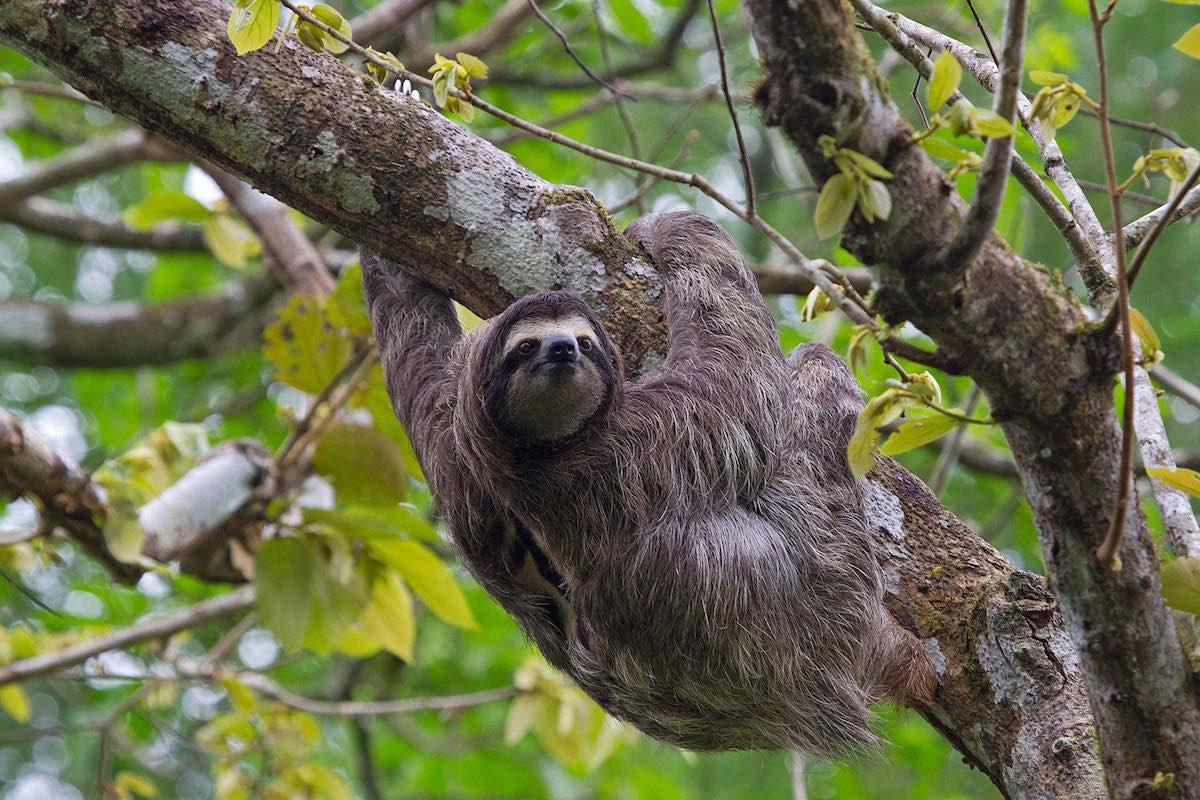 three-toed-sloth---panama