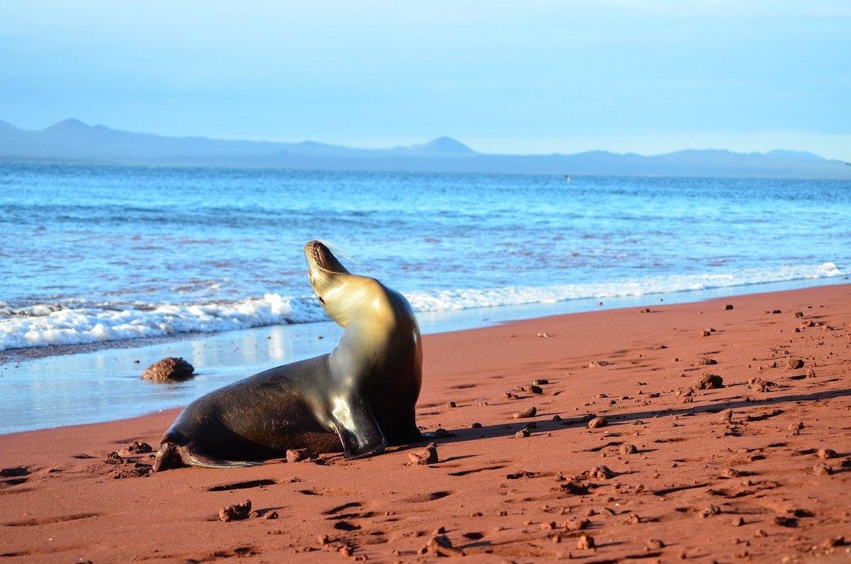 Sea lion galapagos island