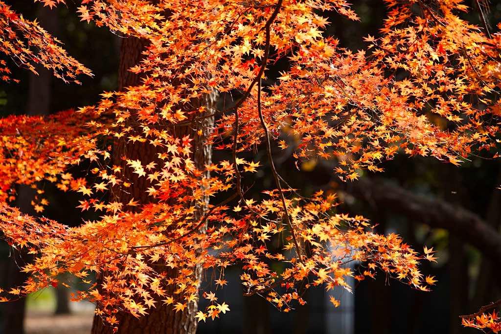 Maple Leaves Yoyogi