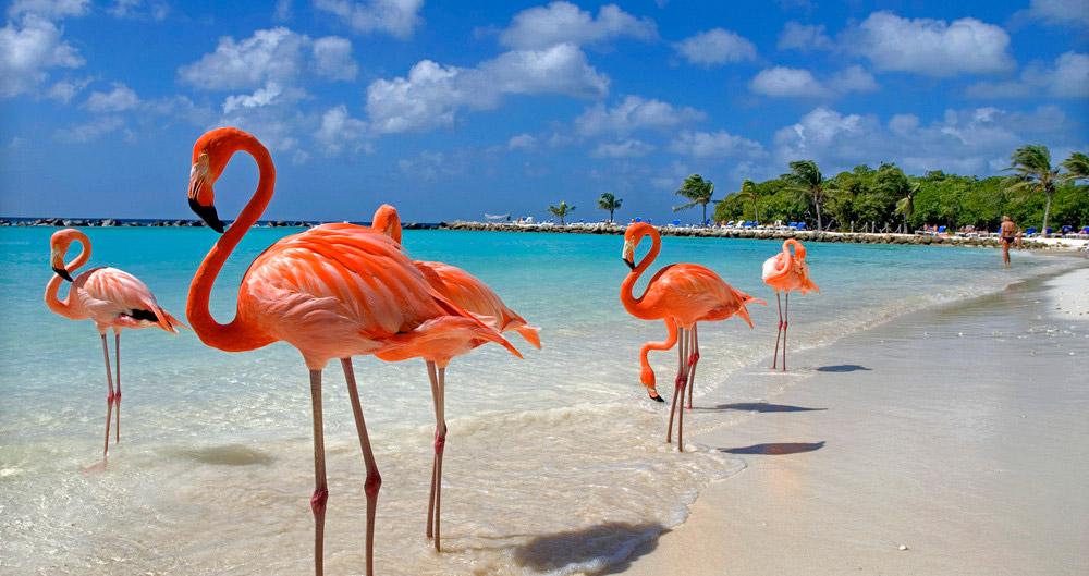 Flamingos-Aruba