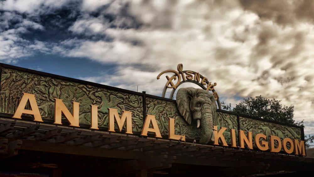 Animal-Kingdom-Disney-World-florida-california