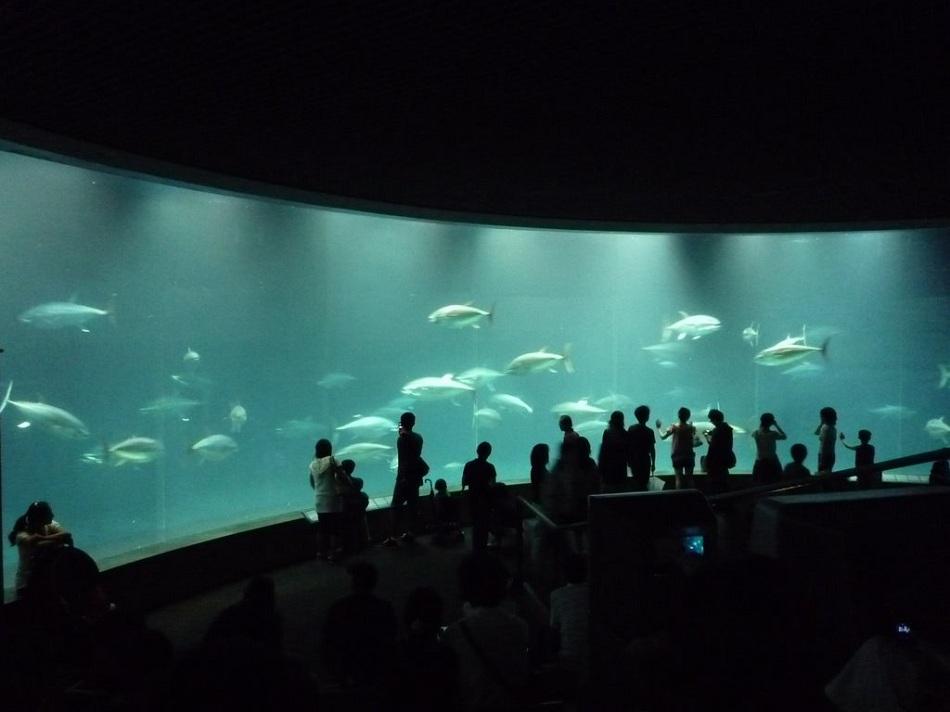 8. Tokyo Sea Life Park (inside)