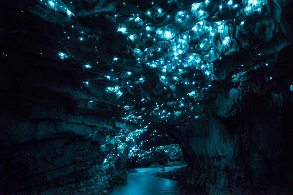 Glowworms illuminating Waitomo Caves at North Island 
