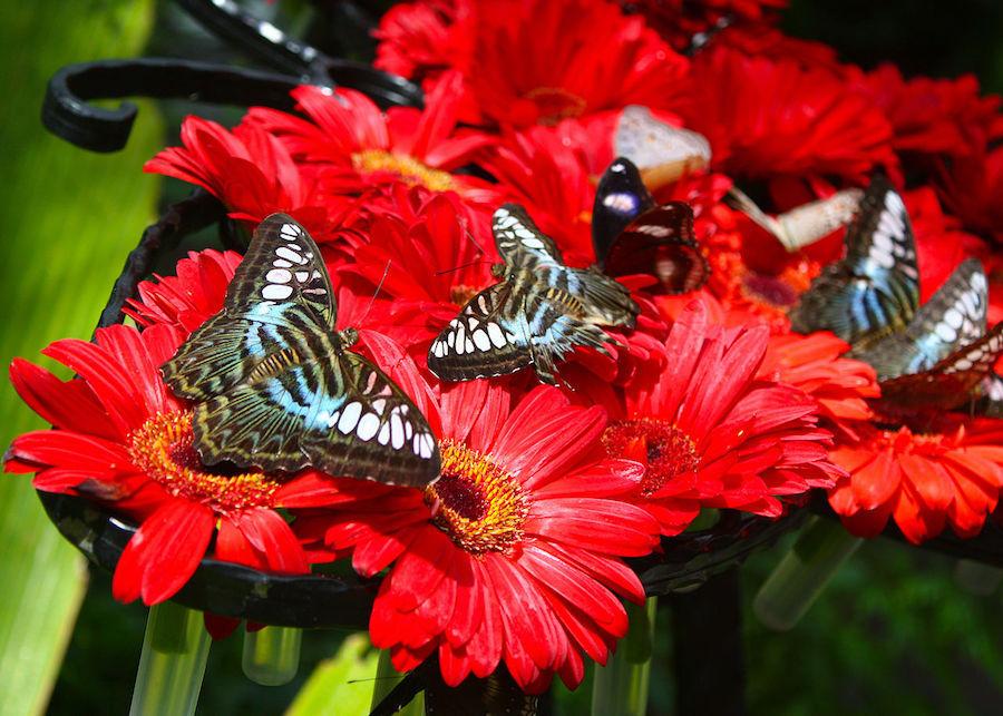 10-butterfly-garden