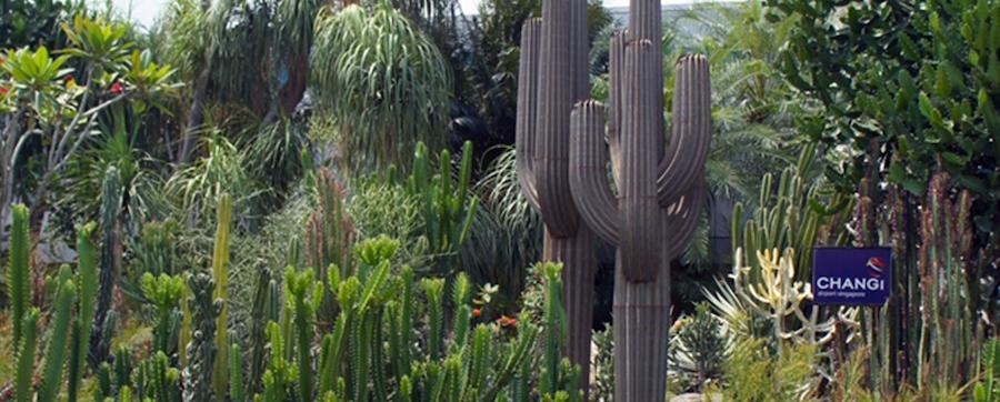 8-cactus-garden