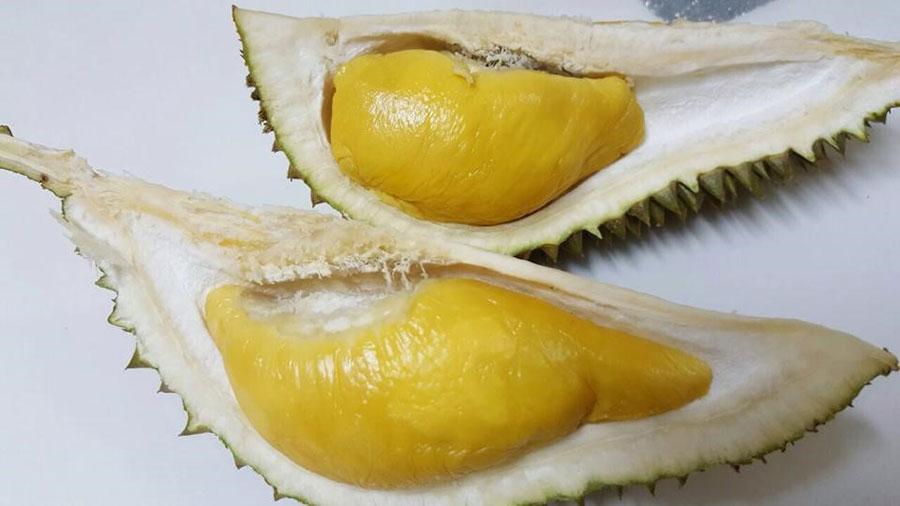 5-organic-durian-at-jimmy-durian-orchard-1