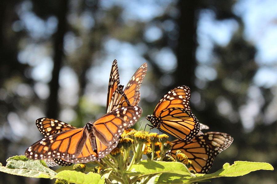 4-monarch-butterfly-biosphere-reserve