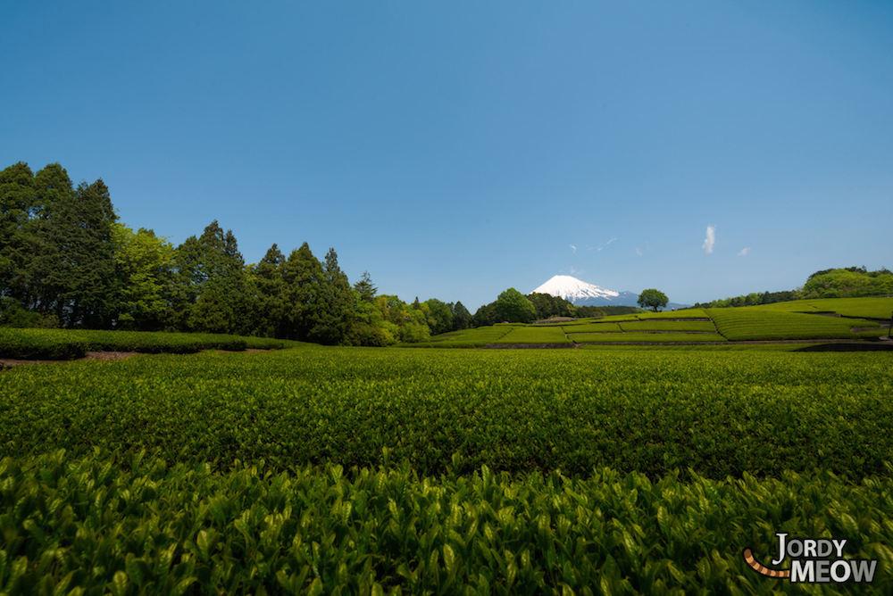 Shizuoka accounts for 45% of Japan’s overall tea production, and the prefecture is at the leading-edge of research on the benefits that can be obtained from green tea. Green tea plantations date back to 1241.