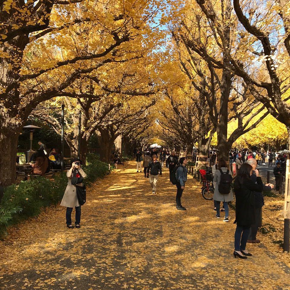 tokyo autumn yellow leaves