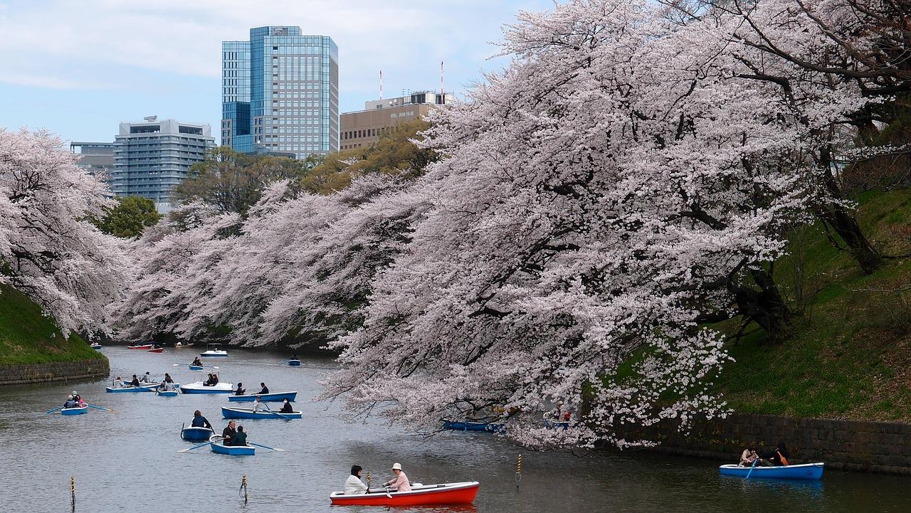 tokyo cherry blossom lake