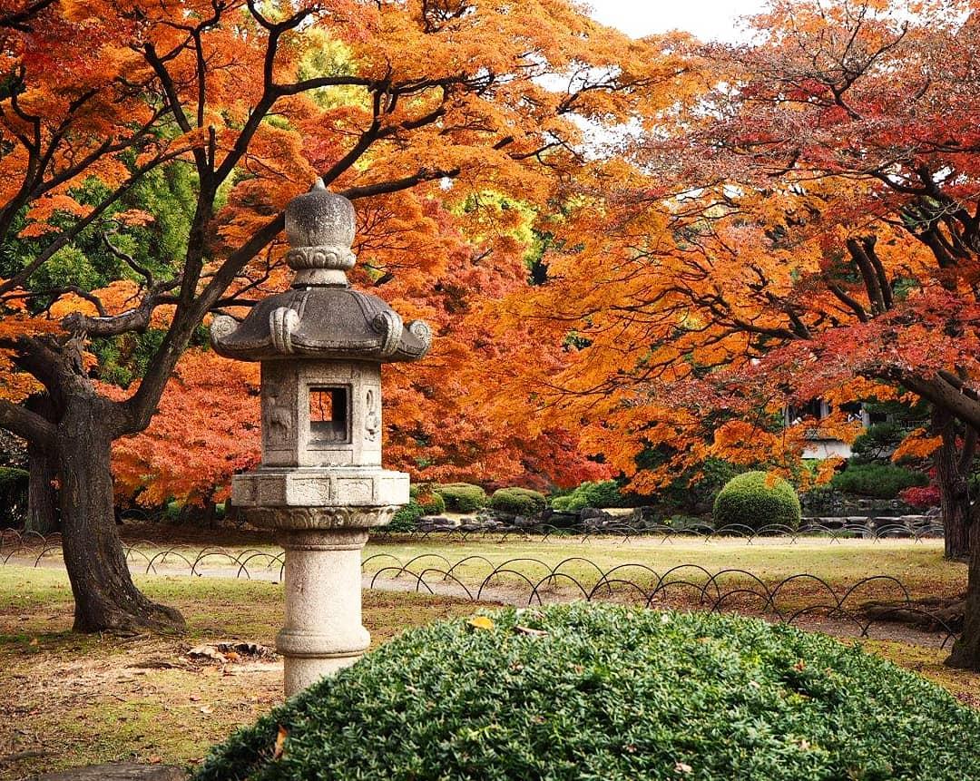 tokyo autumn koyo foliage