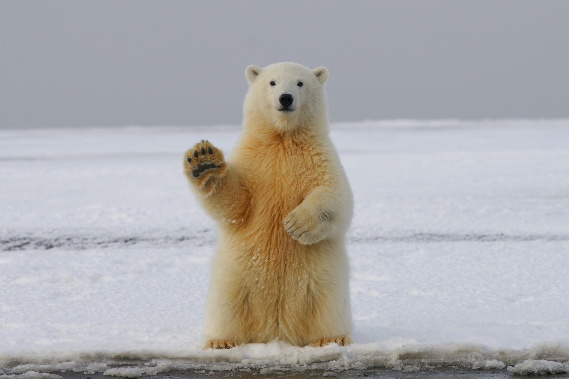 beruang kutub rusia