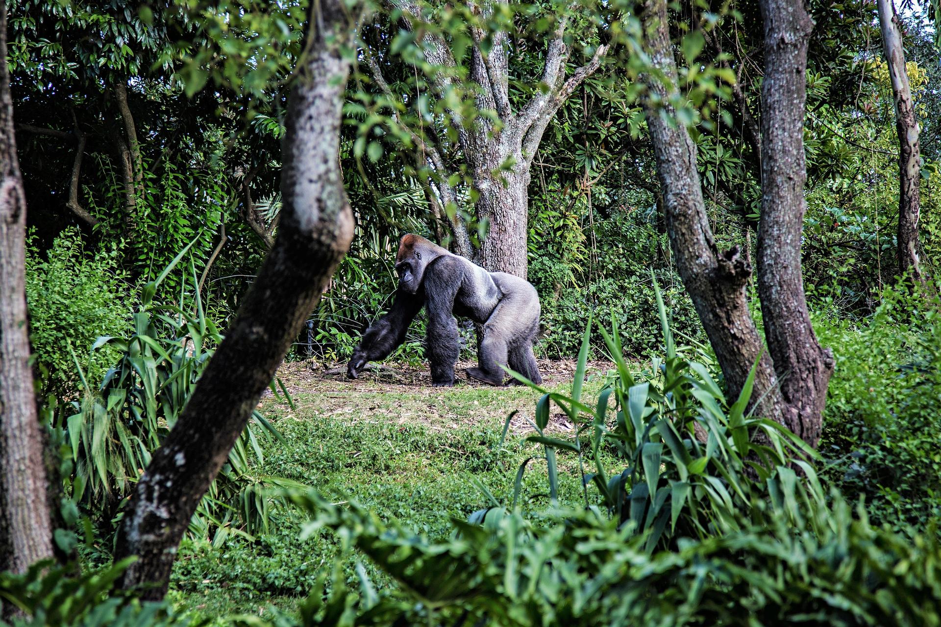 trekking bareng gorila