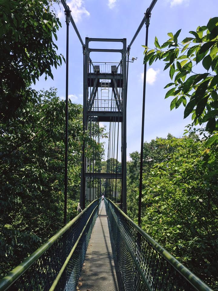 Tree Top Walk Bridge