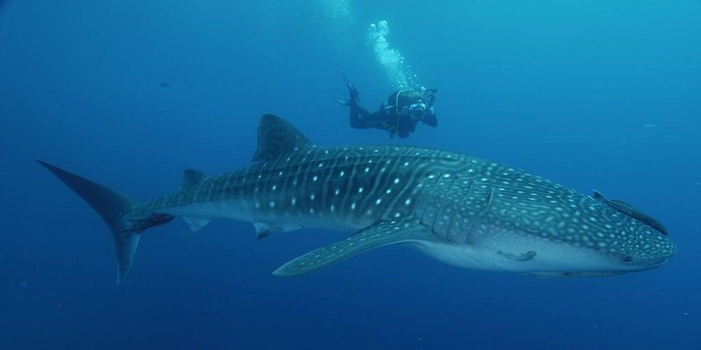 This whale shark is huge!!