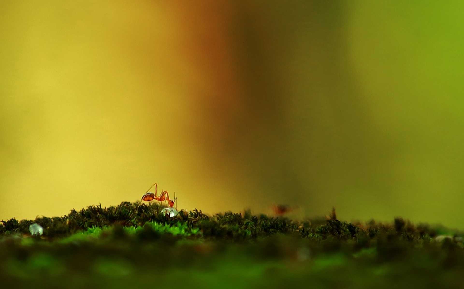 Ant, Nature, Ants World, Ants, Environment, Sugar