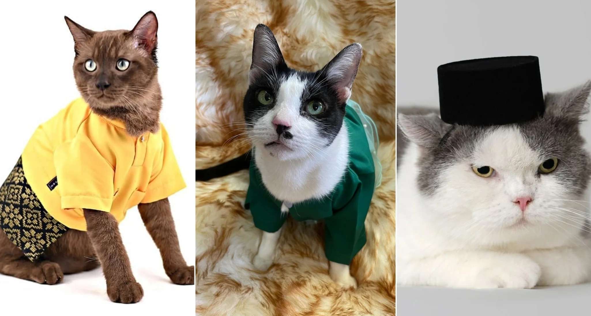 Online Shops In Malaysia To Buy Baju Raya Kucing