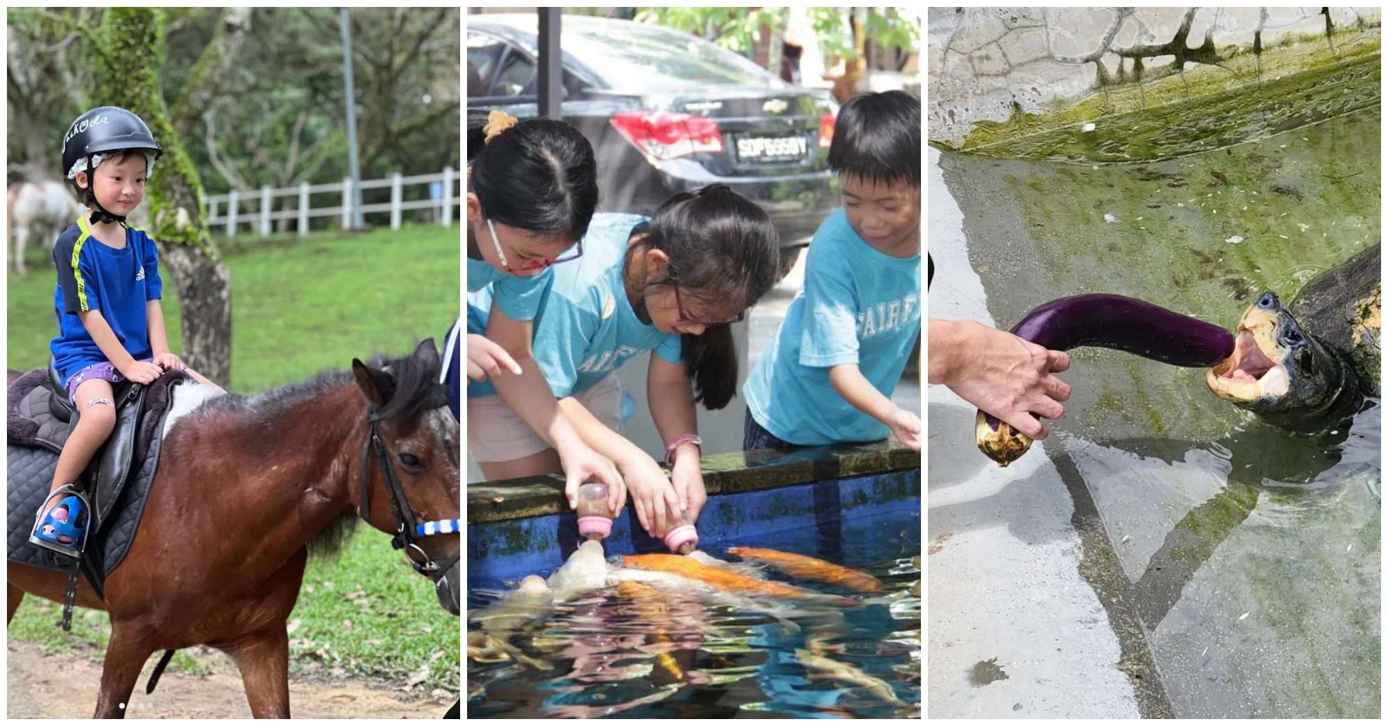 10 Kid-Friendly Animal Farms In Singapore Where You Can Catch Fish, Feed Goats And Ride Horses
