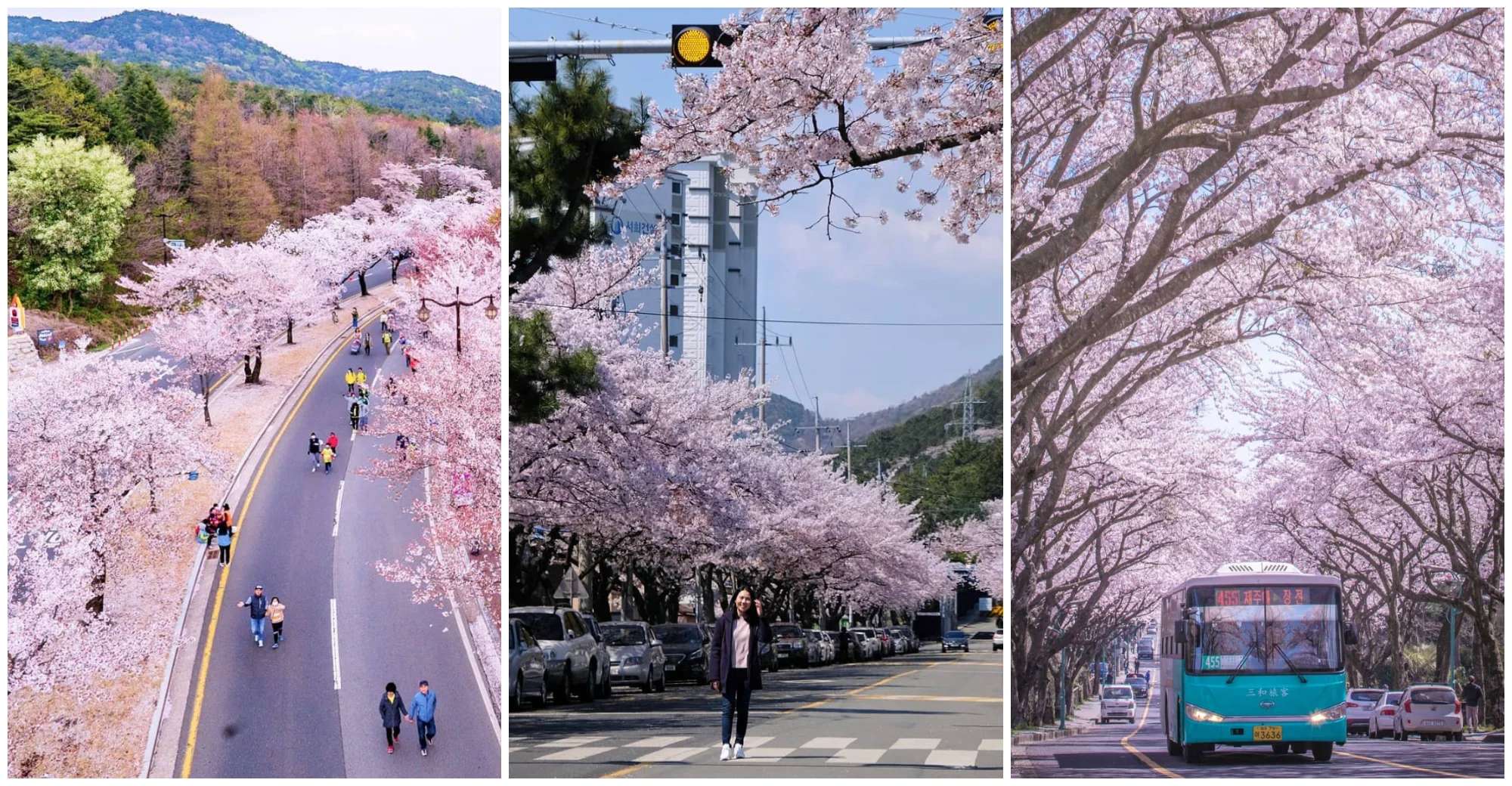 10 Cherry Blossom Spots Outside Japan You Never Thought Of Visiting Till Now